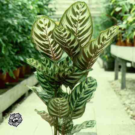 کالاتیا ماکویانا